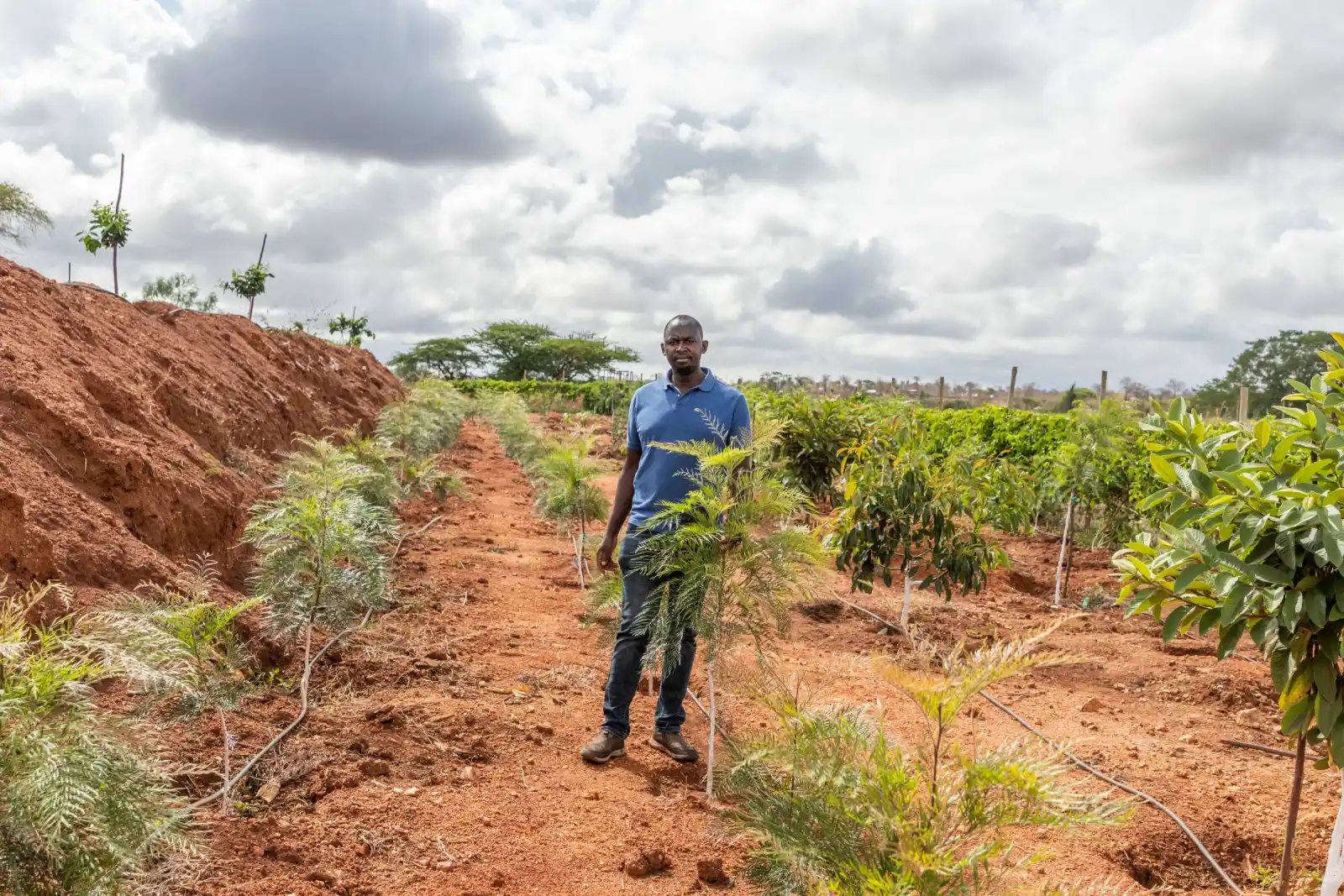 Tree Nurseries