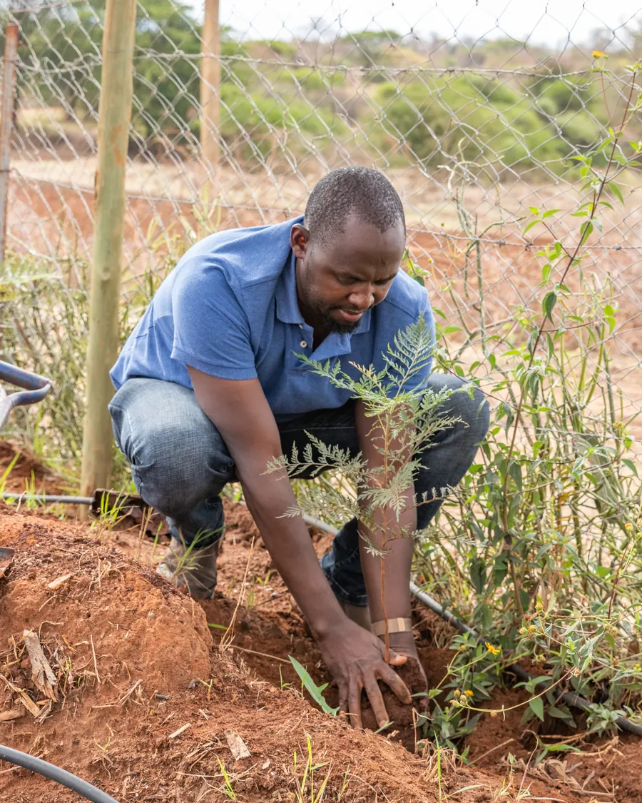 Tree nursery preparation
