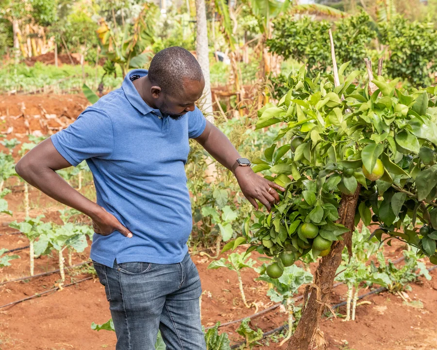 Agroforestry field inspection