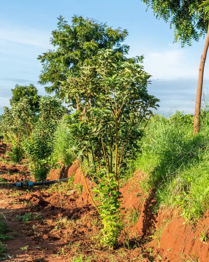 Young trees establishing in restored land