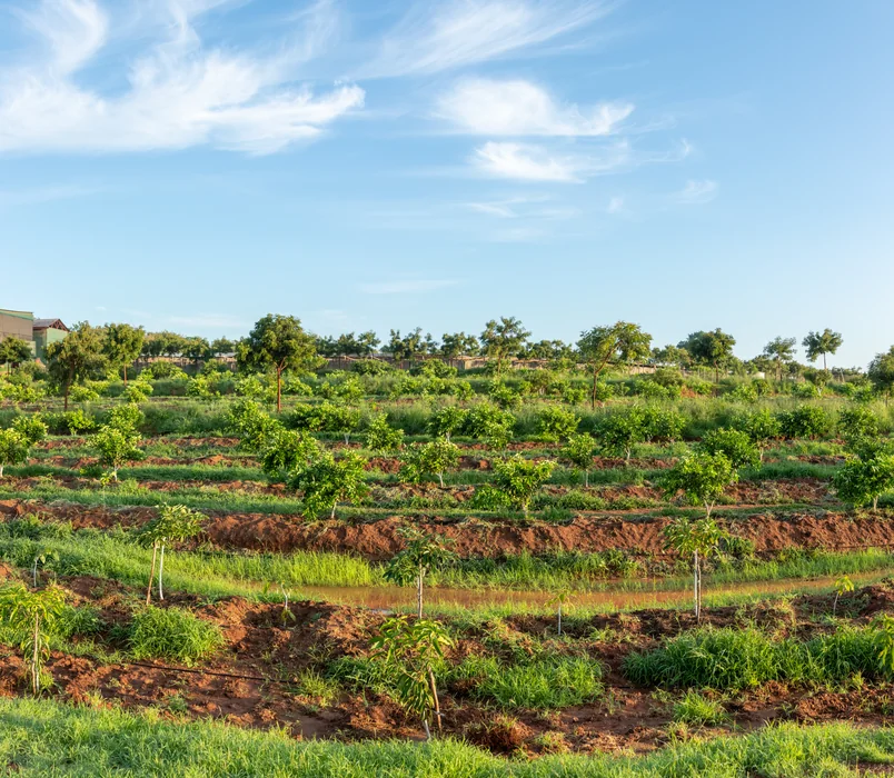 Climate & Ecosystem Restoration
