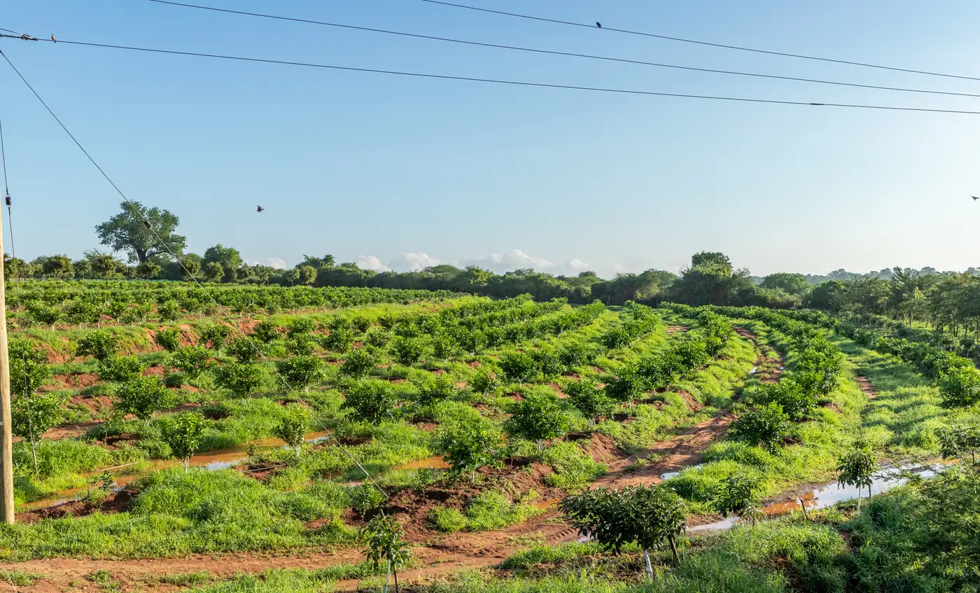 Community Livelihoods & Agriculture