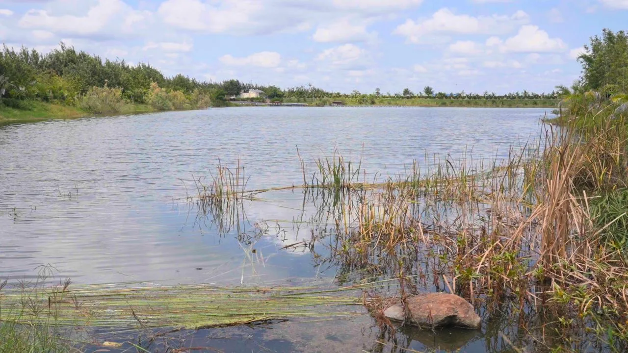 Reservoir shoreline with wetland vegetation under FKLM water security and infrastructure monitoring.